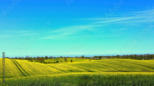 Rapsfeld in Grömitz 