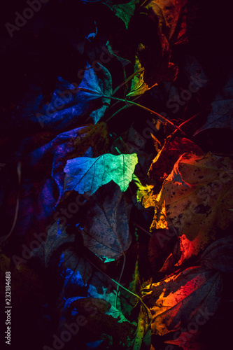 Rainbow Leaves Background