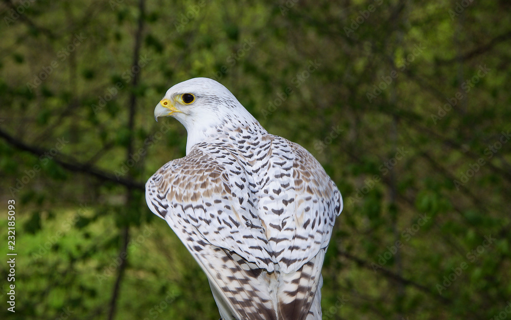 Fototapeta premium GREIFVÖGEL - Gerfalke