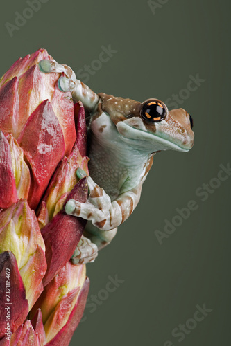 Mission Golden-eyed Tree Frog (Trachycephalus resinifictrix)/Mission Golden-eyed Tree Frog perched on tropical flower