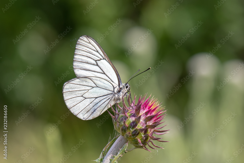 Pieridae / Alıç Kelebeği / Black-veined White / Aporia crataegi Pieridae / Alıç Kelebeği / Black-veined White / Aporia crataegi