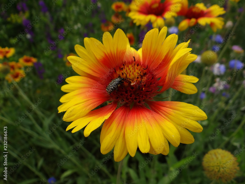 Obraz premium wildflower