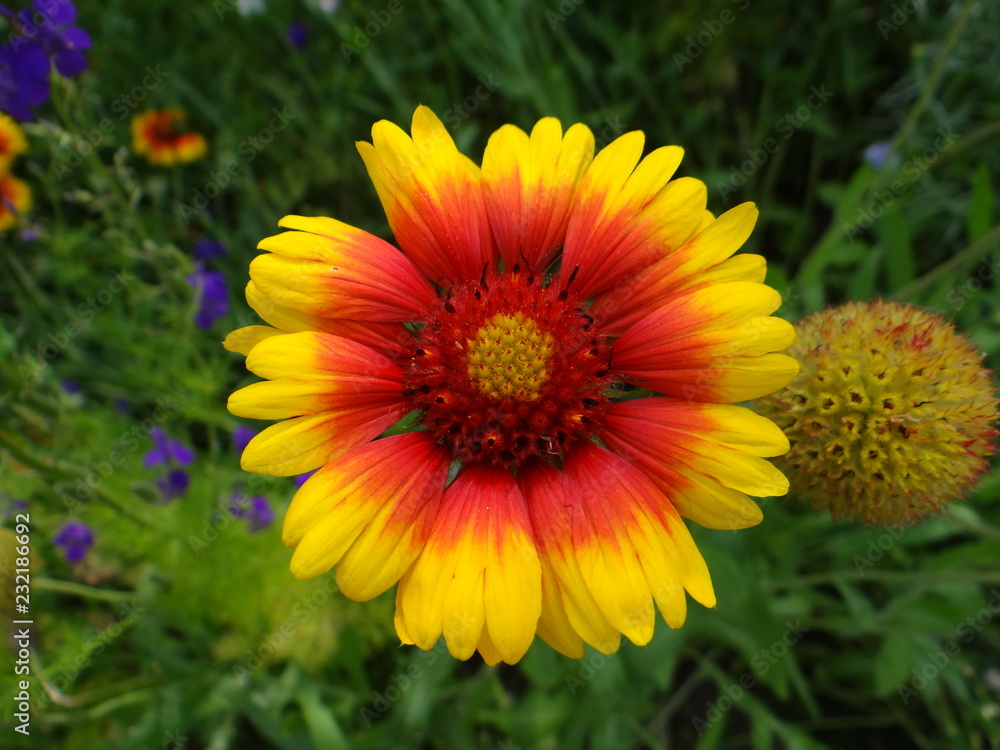 wildflower wildflower