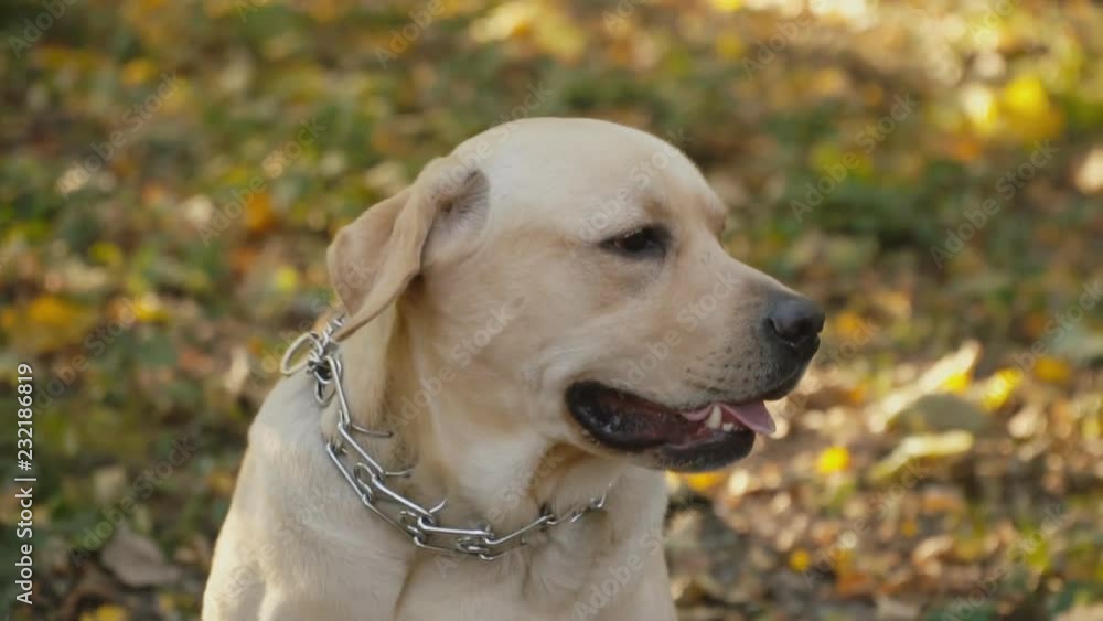 dog breed Labrador in the park dog breed Labrador in the park