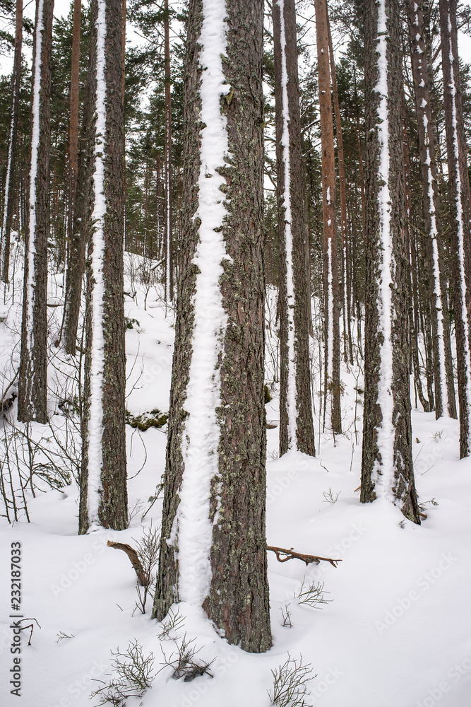 Pine snow-covered forest on the rock covered with snowdrifts, chilly overcast day. Pine snow-covered forest on the rock covered with snowdrifts, chilly overcast day.