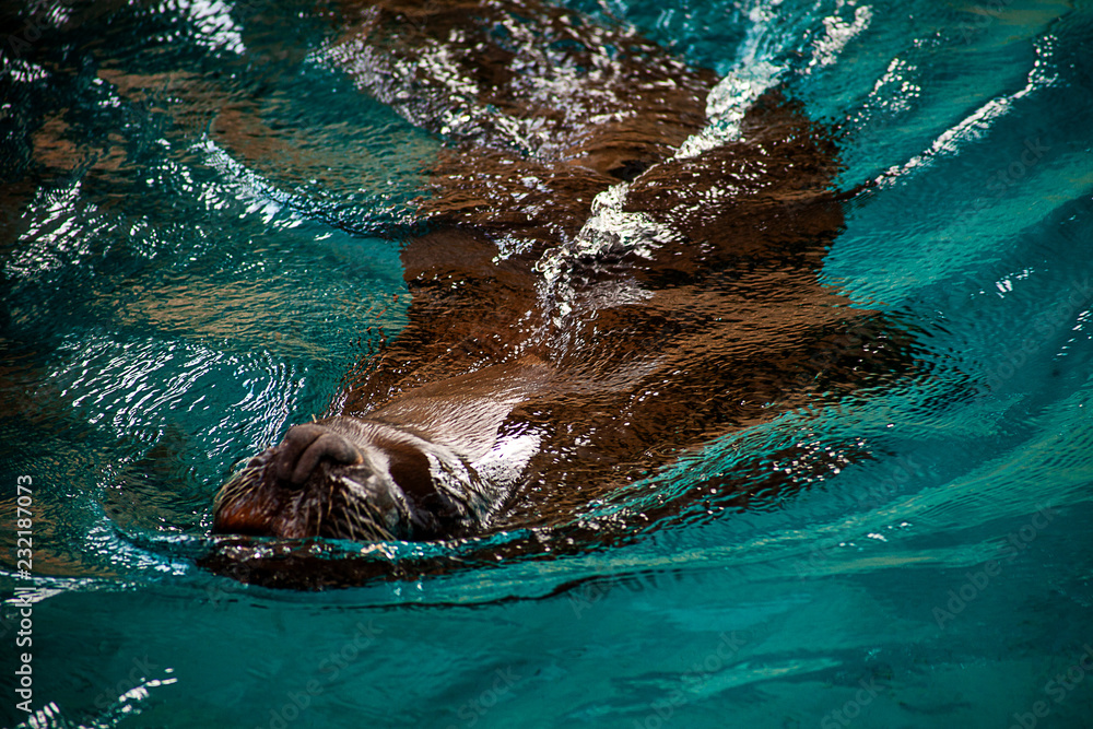 Seelöwe schwimmt