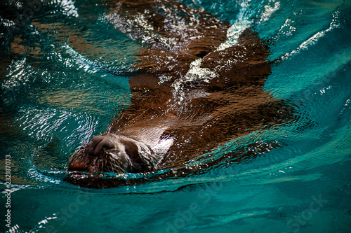 Fototapeta Naklejka Na Ścianę i Meble -  Seelöwe schwimmt