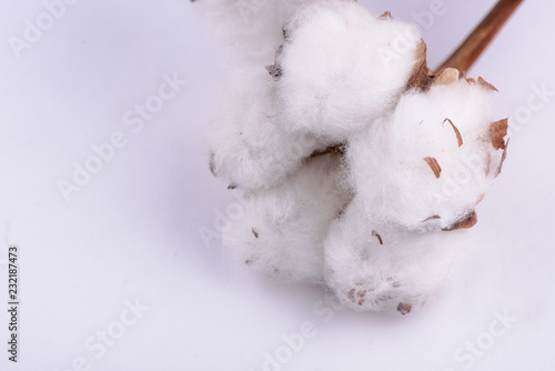 cotton on a white background