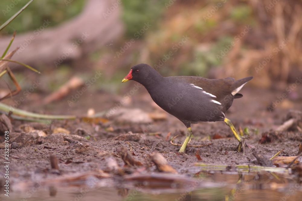 Gallinule poule d'eau en quête