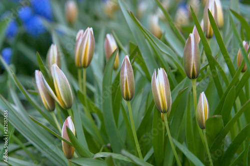 Spring flowers