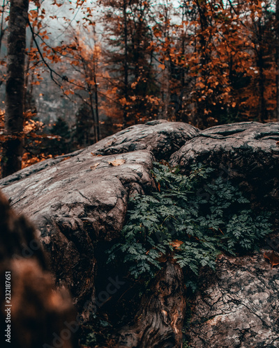 Herbst im Wald und Blätter im Fokus
