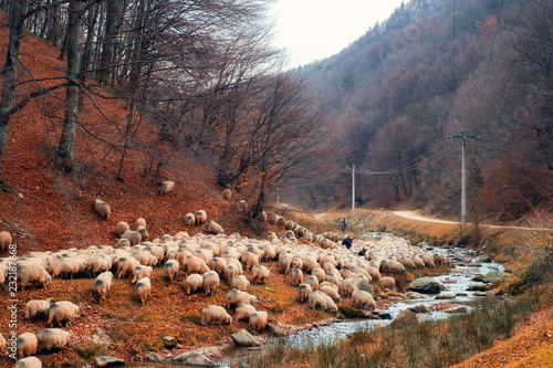 sheep grazing near the river photo