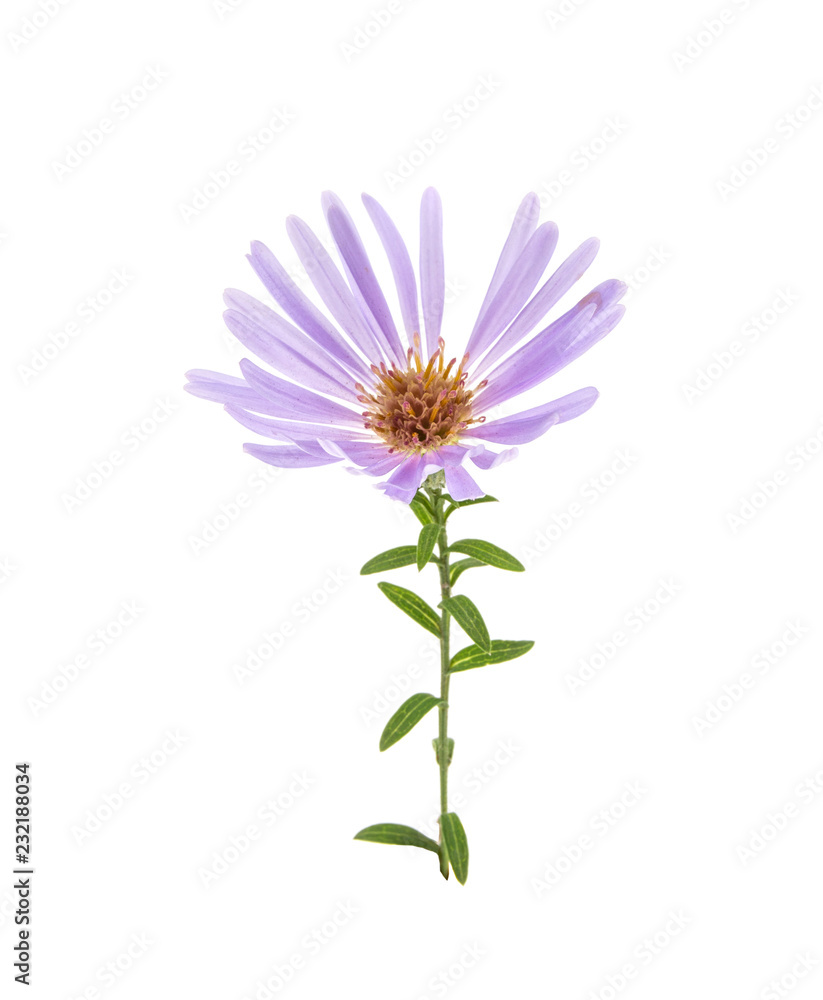 alpine aster flower isolated on white background