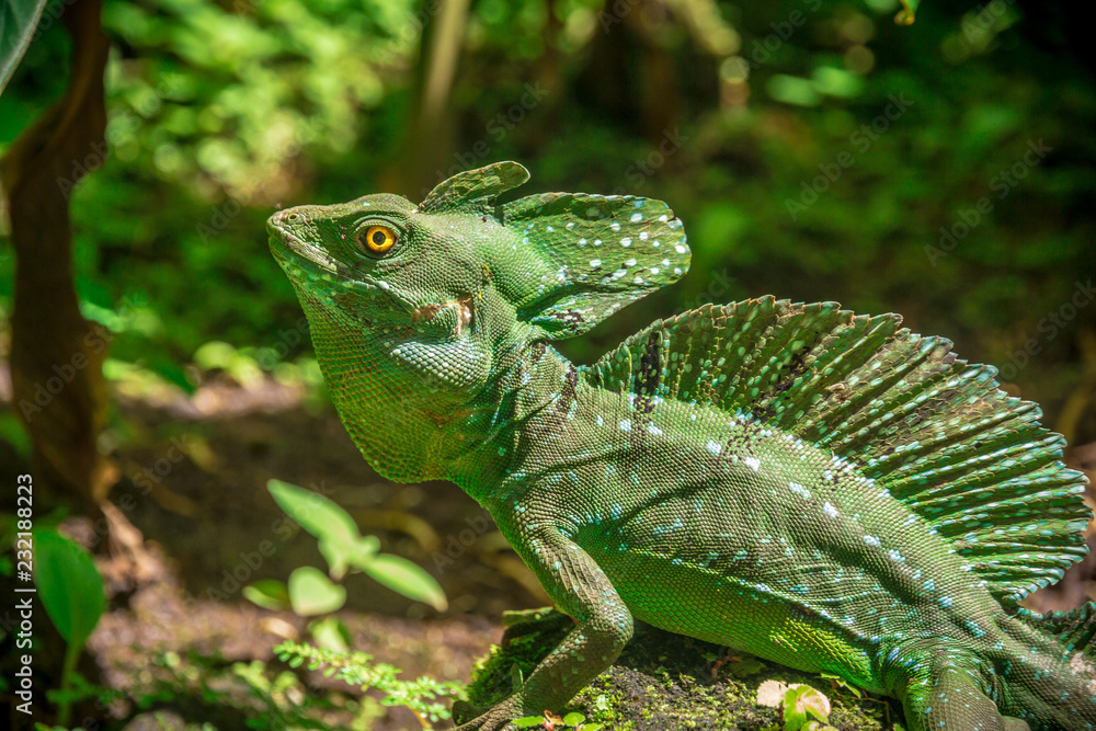 Fototapeta premium Costa Rica Basilisk Jesus Lizard