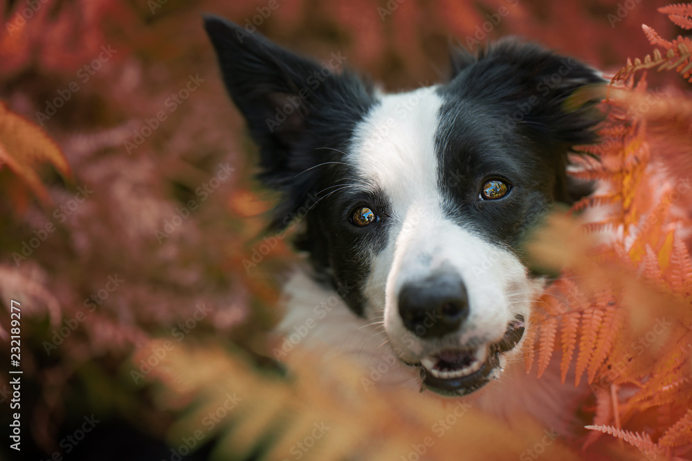 Young border collie dog in a garden Young border collie dog in a garden