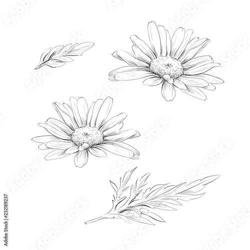 Daisy flower drawing. Vector hand drawn engraved floral set. Chamomile black ink sketch.