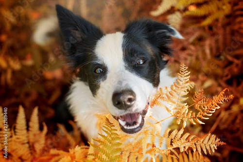 Fototapeta Naklejka Na Ścianę i Meble -  Young border collie dog in a garden looks out of the fern