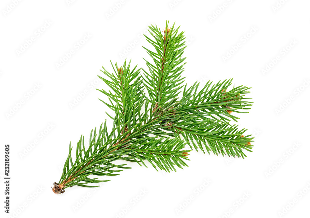 Closeup of fir branch isolated on a white background Closeup of fir branch isolated on a white background