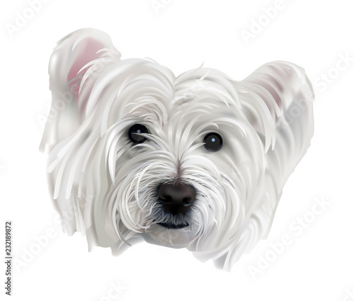 Dog. Westie, or West Highland White Terrier portrait. Hand drawn realistic vector illustration of a cute white doggy with bright black eyes and nose, pink ears.
