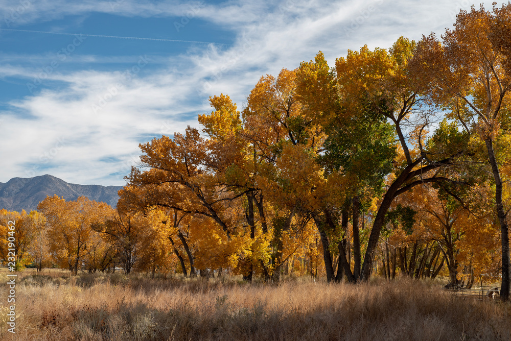 fall foliage yellow leaves on trees Eastern Sierra mountain field landscape
