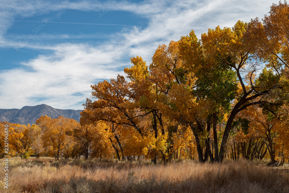 fall foliage yellow leaves on trees Eastern Sierra mountain field landscape