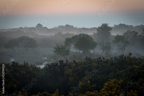 Misty morning on heathland
