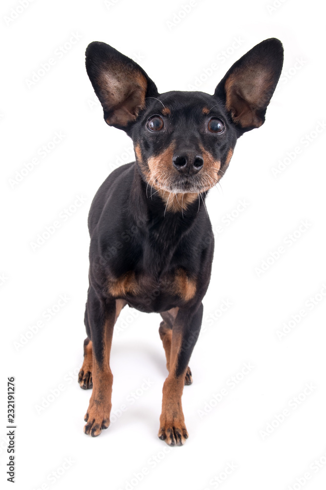 German pinscher dog breed German pinscher dog breed