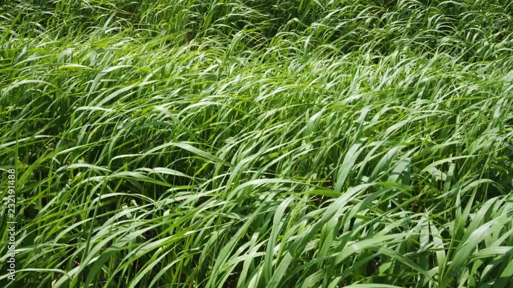 Up close view of grass blowing in the wind. Up close view of grass blowing in the wind.