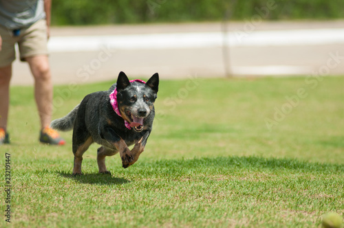 canine australian cattle dog jumping and playing with tennis ball in the park