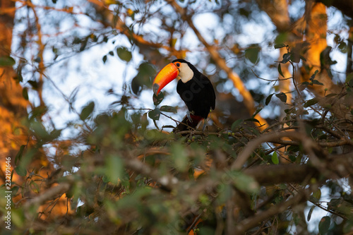 toucan toco perched on a branch