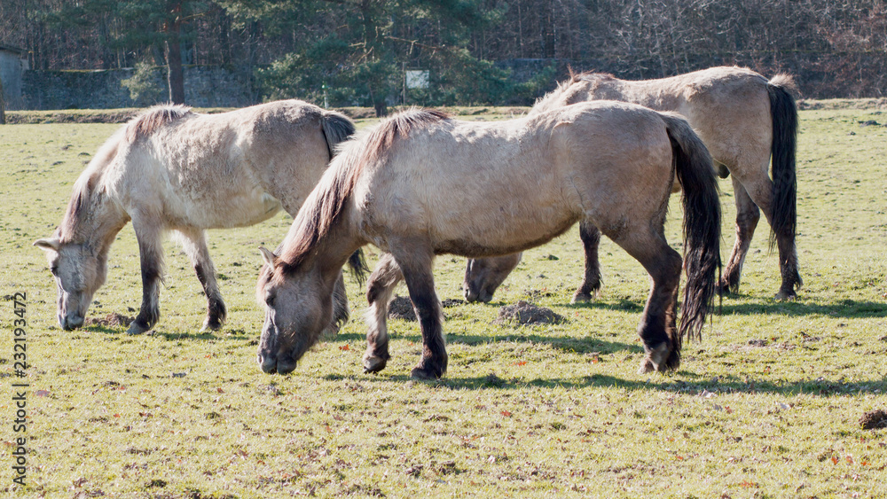 Fototapeta premium Rückzüchtung: Das Tarpan-Pferd