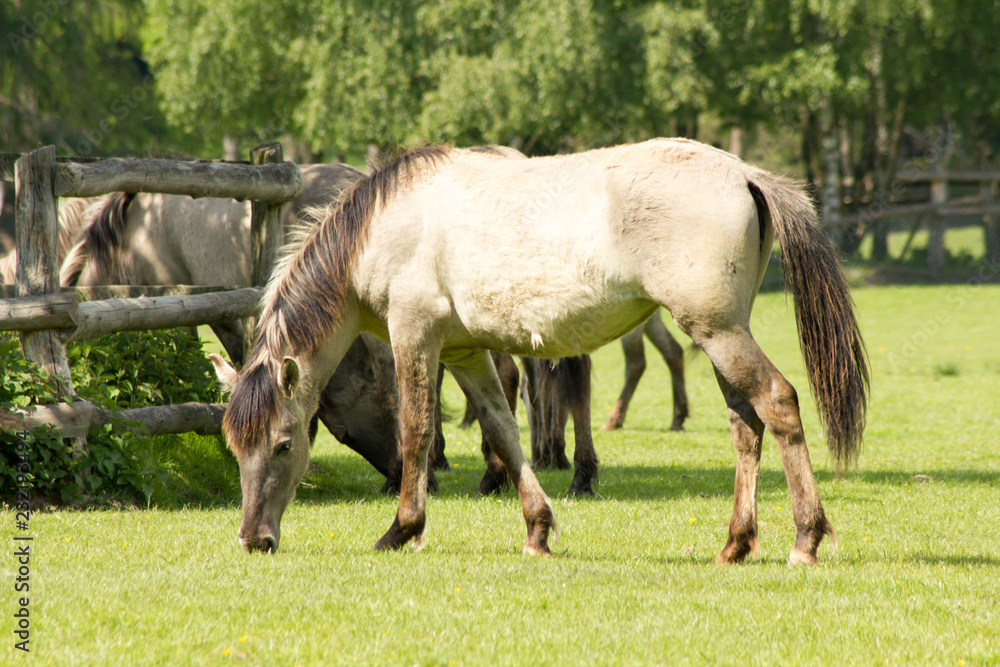 Rückzüchtung: Das Tarpan-Pferd Rückzüchtung: Das Tarpan-Pferd