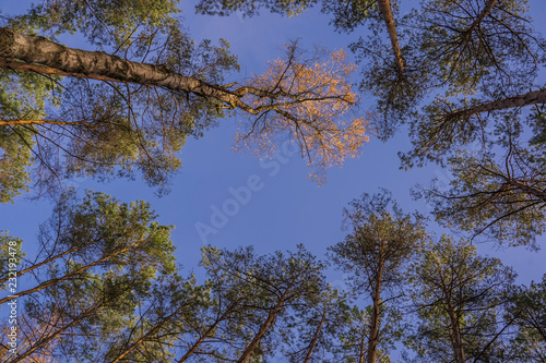 Fototapeta Naklejka Na Ścianę i Meble -  korony drzew