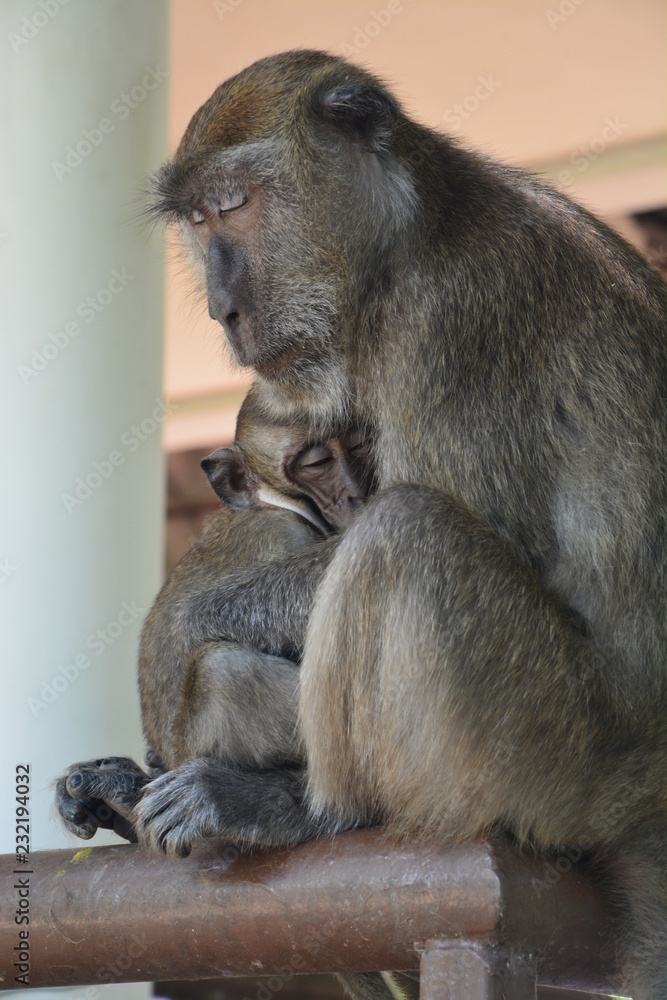 Maman Singe Avec Bebe Koh Lanta Mummy Monkey With Baby Koh Lanta Stock Photo Adobe Stock