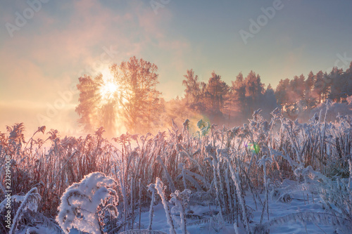 Obraz na płótnie Winter nature landscape. Frosty scene in morning sunlight. January. w salonie