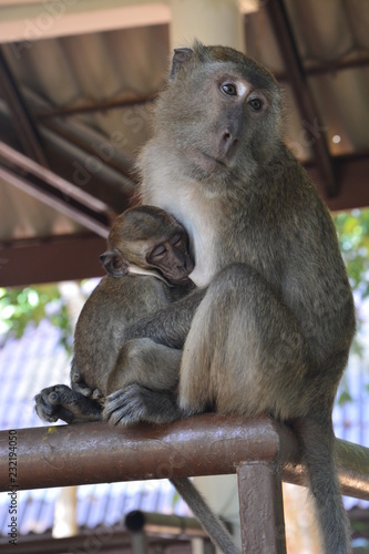 Maman Singe avec bébé Koh Lanta - Mummy monkey with baby Koh Lanta © Marc