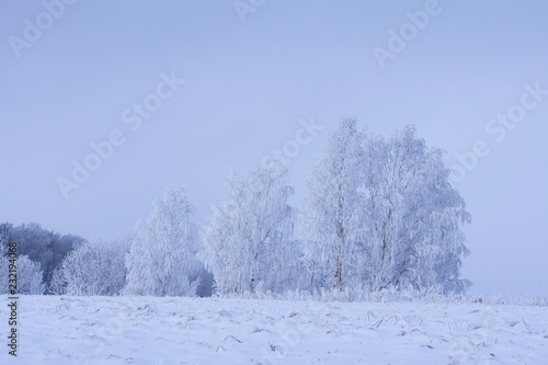 Snowy trees in winter scene. Frosty nature landscape