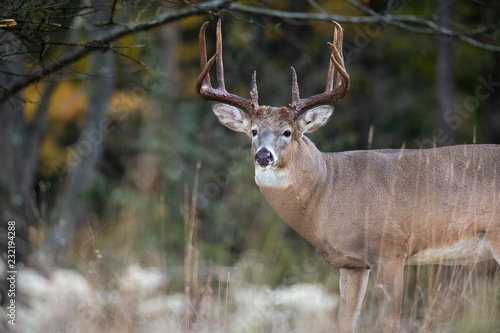 An alert whitetail deer buck with large antlers.