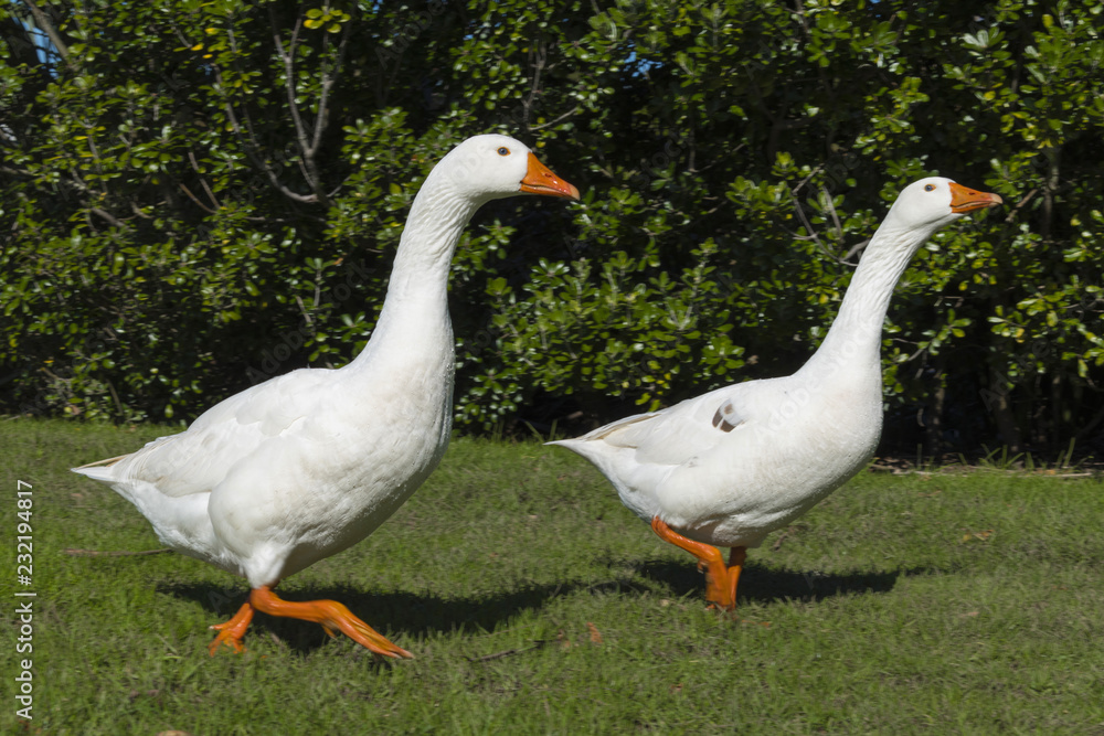 A Pair of White Geese Birds at Lake Pupuke, Auckland New Zealand A Pair of White Geese Birds at Lake Pupuke, Auckland New Zealand