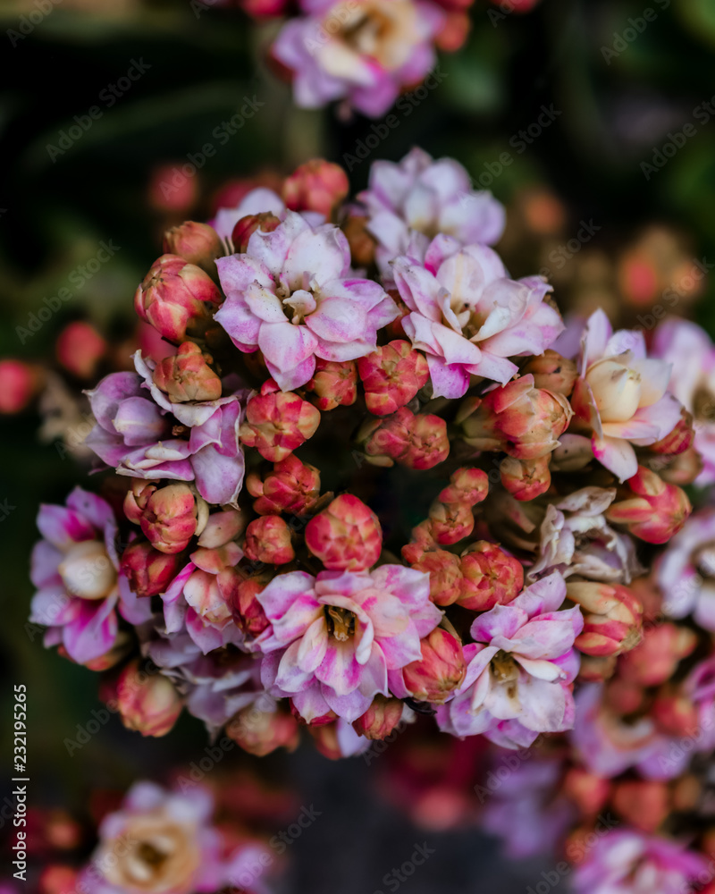 Close up of tiny pink flowers Close up of tiny pink flowers
