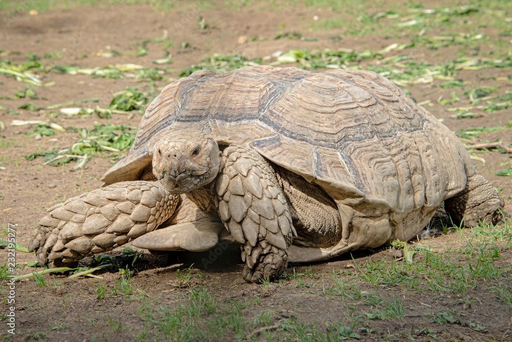 Giant tortoise in captivity. Tortoises have been known to lie over 100 years. Giant tortoise in captivity. Tortoises have been known to lie over 100 years.