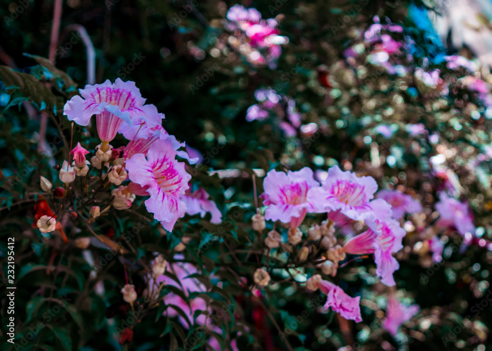 Obraz premium Pink flowers on green natural background