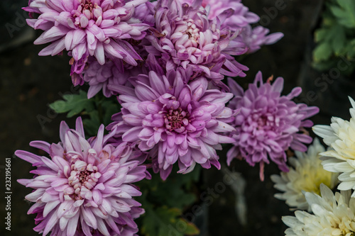 Purple flowers pattern
