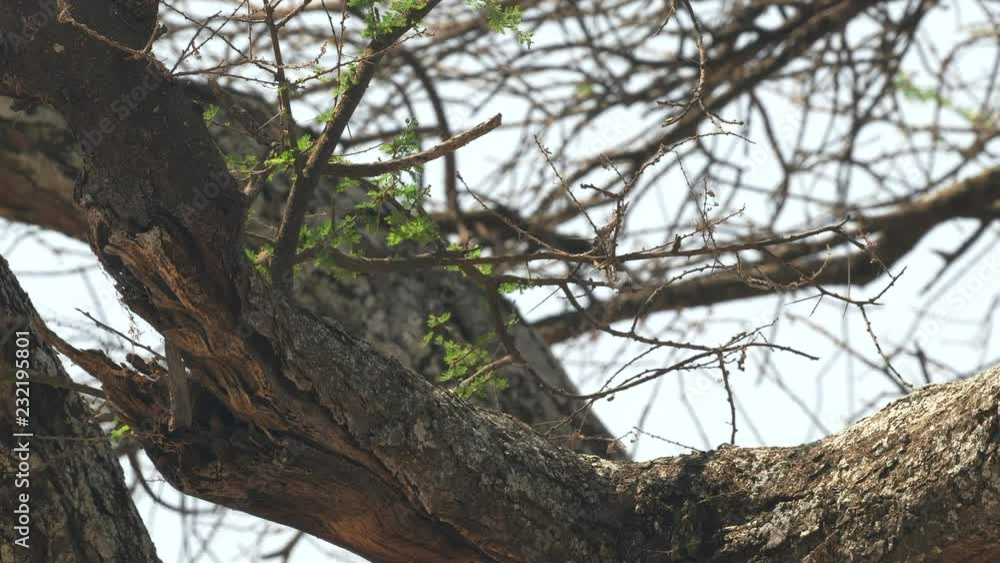side view of a tawny eagle in a tree at tarangire national park in tanzania side view of a tawny eagle in a tree at tarangire national park in tanzania