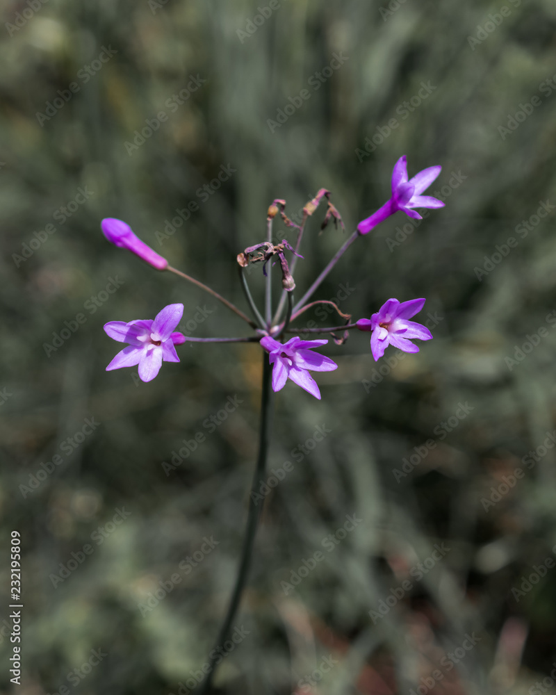 Fototapeta premium Tiny purple flowers on green natural background
