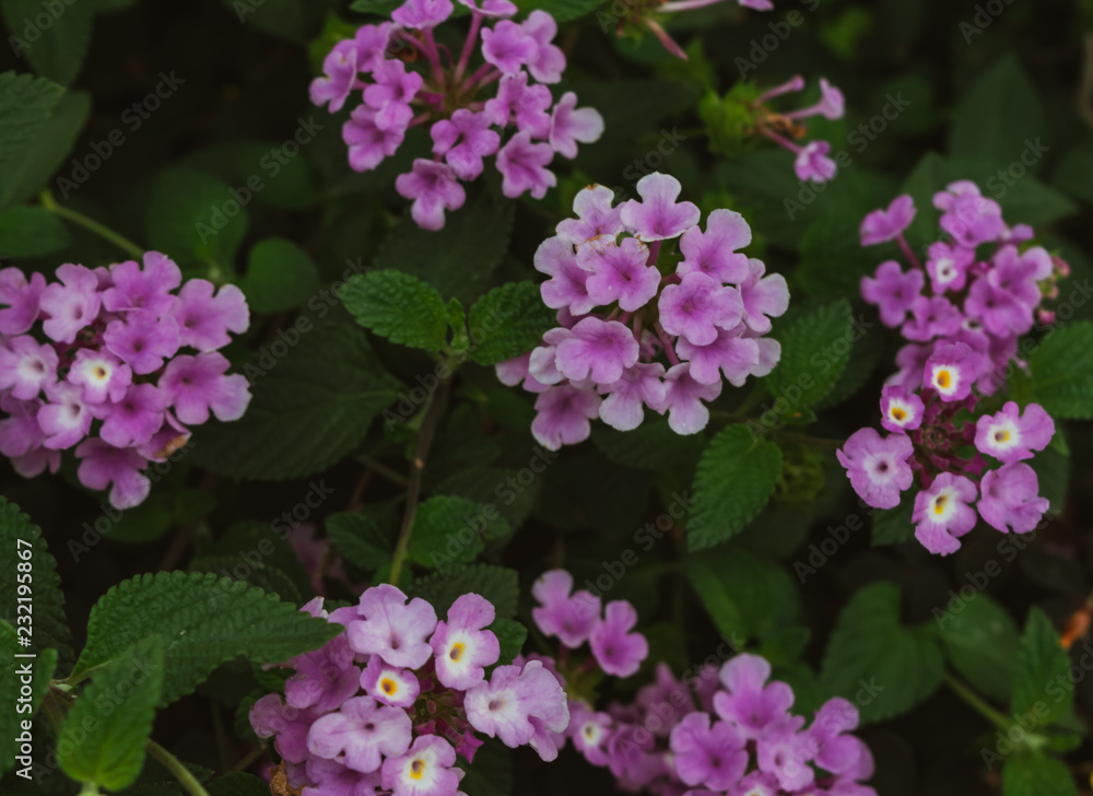 Tiny purple flowers on green natural background Tiny purple flowers on green natural background