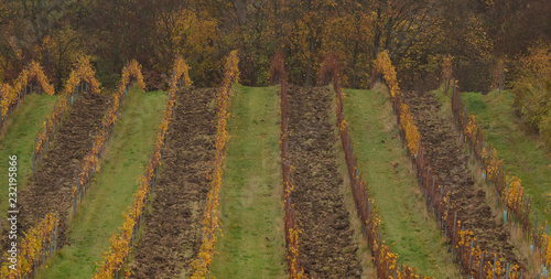 colorful Vieneese wineyards in autumn photo