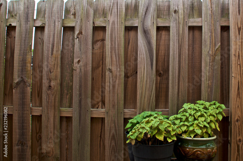 Bild auf Leinwand An old weathered and warped stockade privacy fence fills the image with two green potted patchouli plants in the bottom right corner