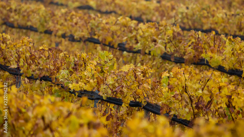 colorful Vieneese wineyards in autumn photo