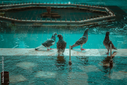 Pombo na fonte de água